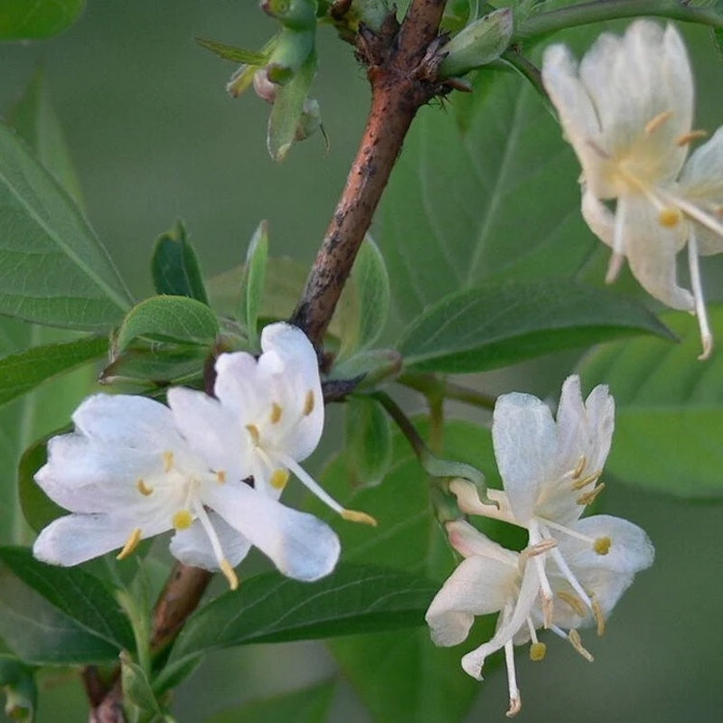 Lonicera fragrantissima