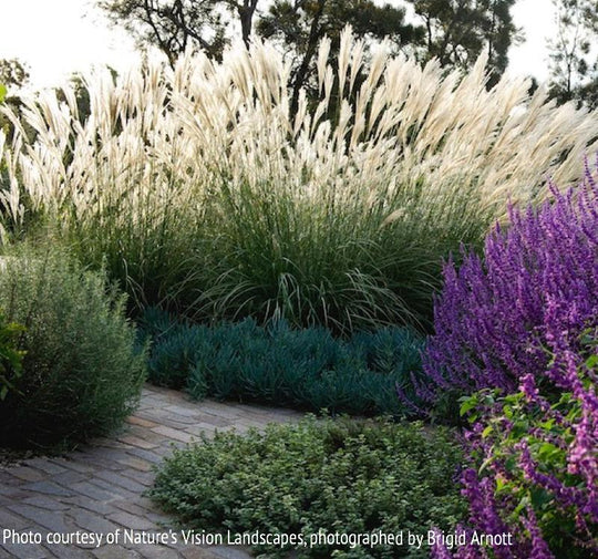 Miscanthus sinensis 'Hiawatha'