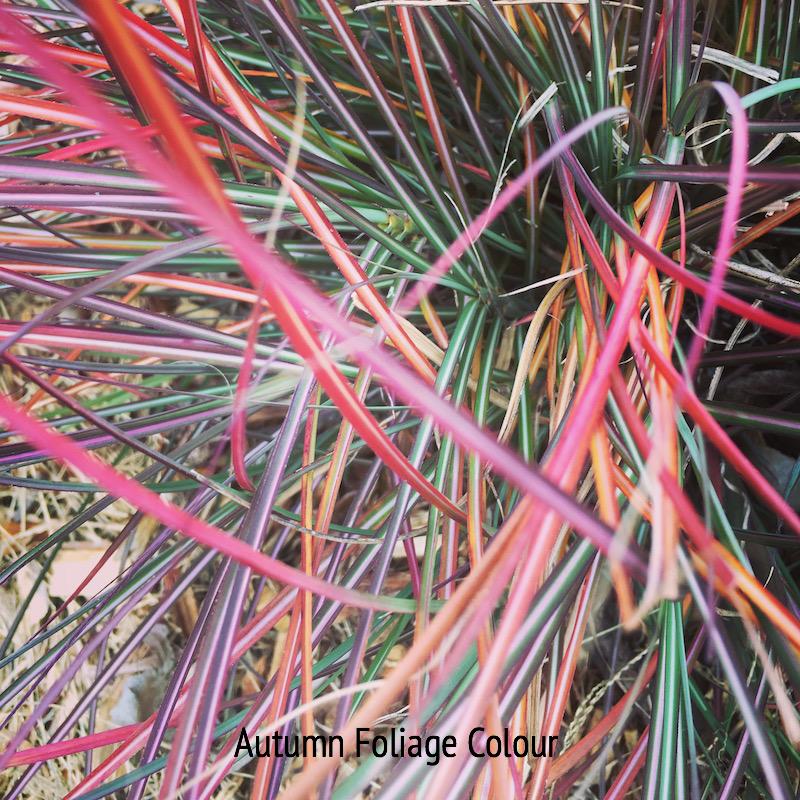 Miscanthus sinensis 'Hiawatha'