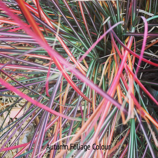 Miscanthus sinensis 'Hiawatha'