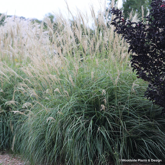 Miscanthus sinensis 'Kleine Fontaine'