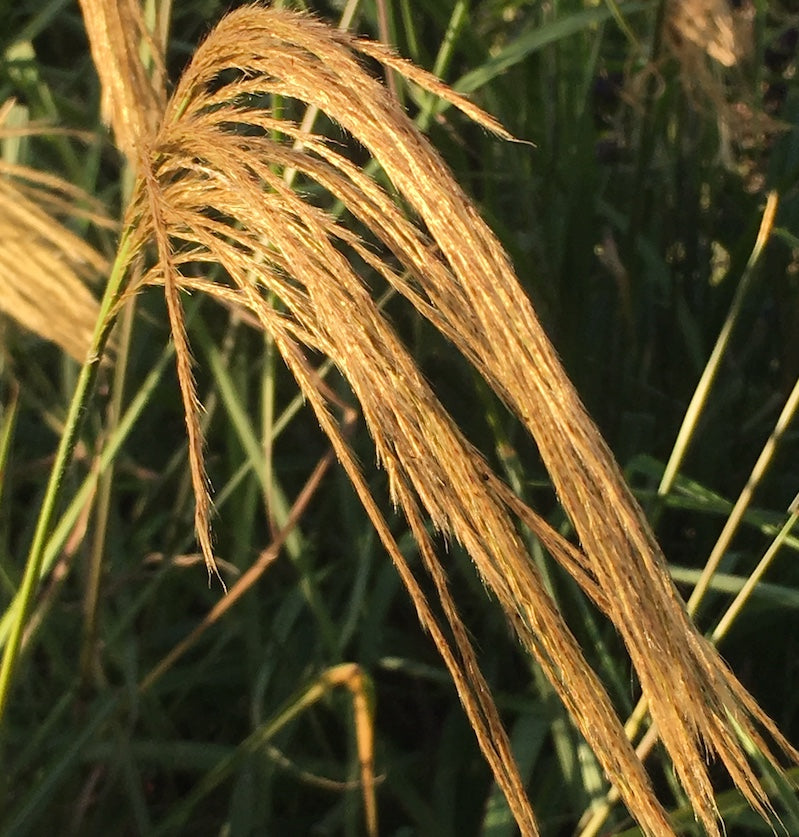 Miscanthus nepalensis