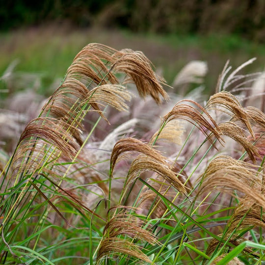 Miscanthus nepalensis