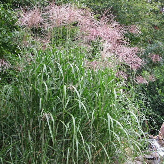 Miscanthus x giganteus