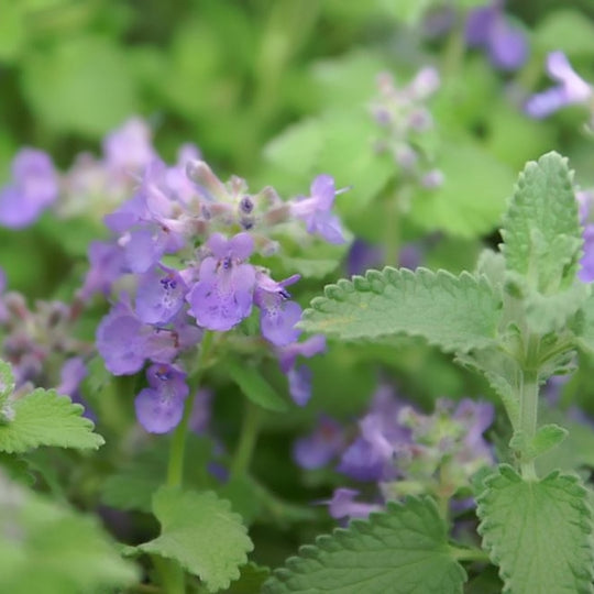 Nepeta racemosa 'Little Titch'