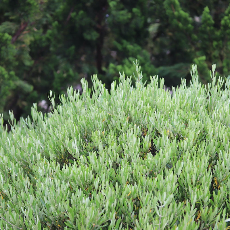 Olea 'Bambalina'