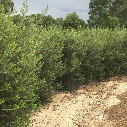 Olea europaea 'Garden Harvest' hedge planting
