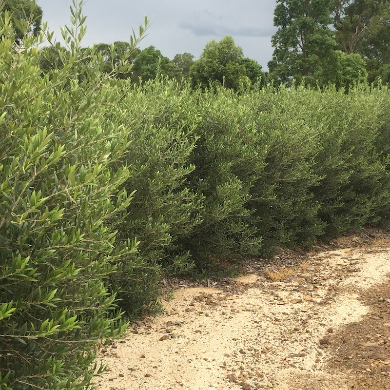 Olua Tree Olea europaea 'Garden Harvest' – Woodside Plants and Design
