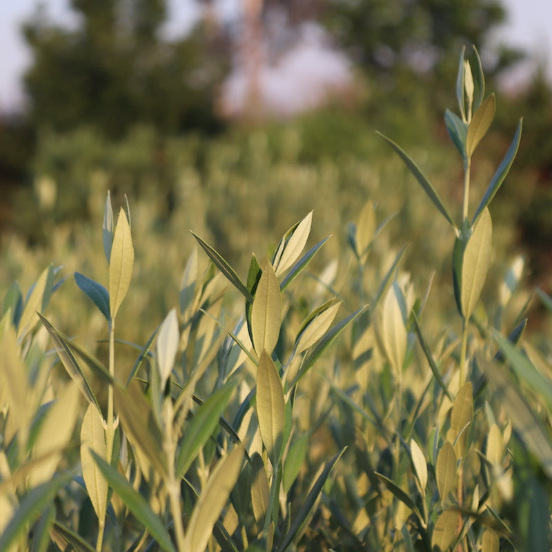 Olea europaea 'Garden Harvest' close up of foliage