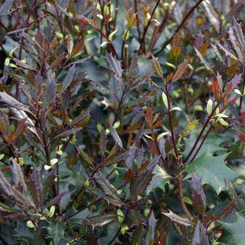 Osmanthus heterophyllus 'Purpureus'