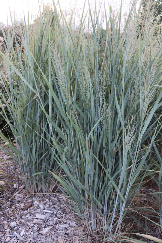 Panicum amarum