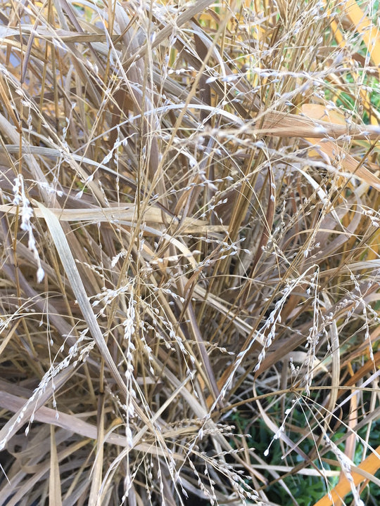 Panicum amarum