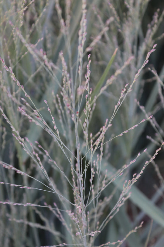 Panicum amarum