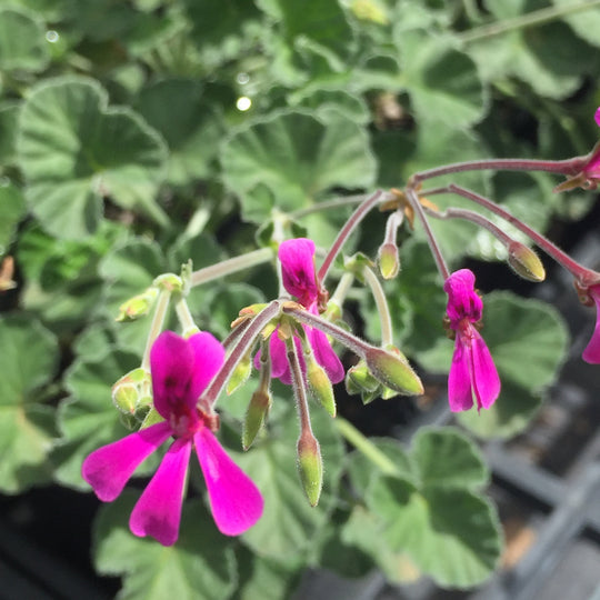 Pelargonium reniforme