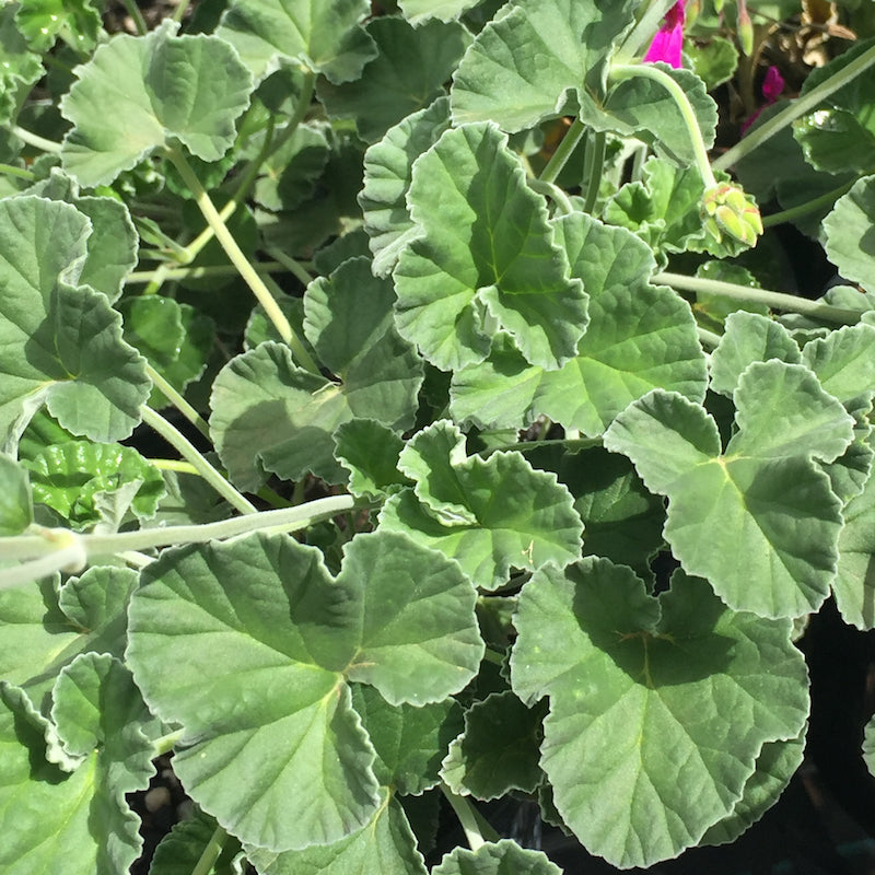 Pelargonium reniforme