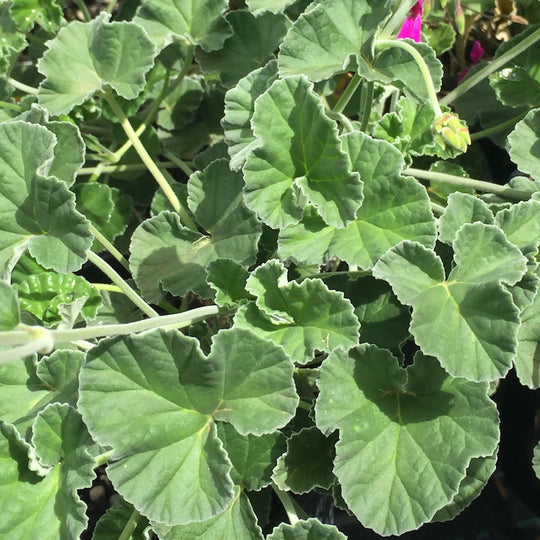 Pelargonium reniforme