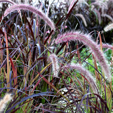 Pennisetum 'Red Riding Hood'