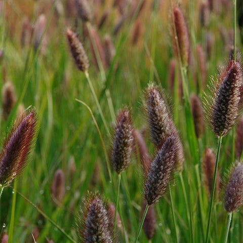 Pennisetum 'Red Buttons' close up flower head