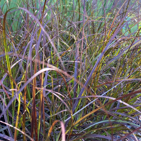 Pennisetum rubrum compactum