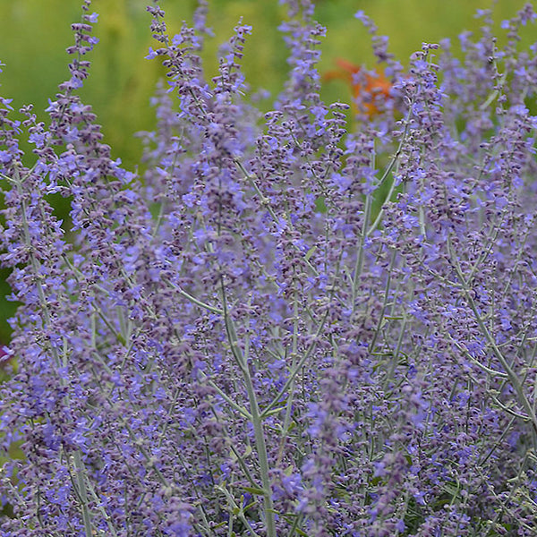 Salvia yangii (syn. Perovskia atriplicifolia)