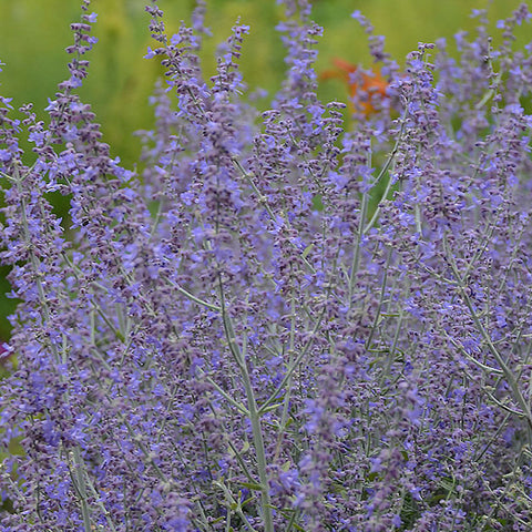 Salvia yangii (syn. Perovskia atriplicifolia)