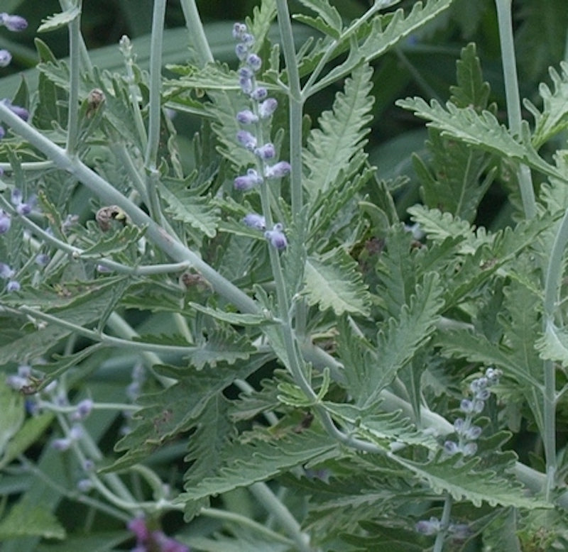 Salvia yangii (syn. Perovskia atriplicifolia)