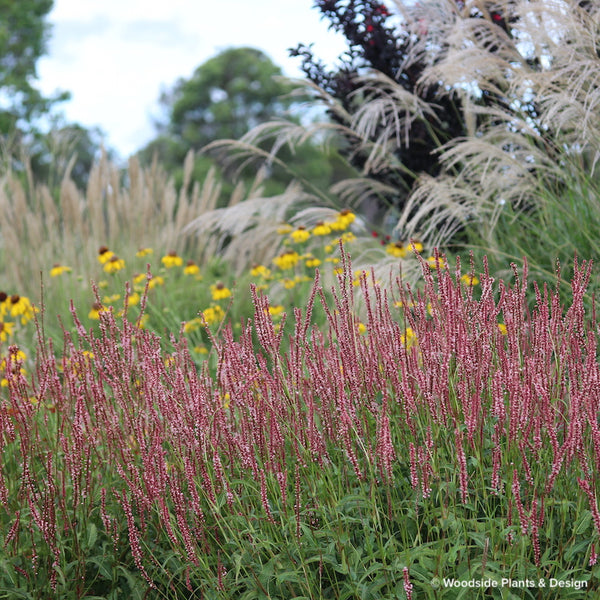 Persicaria amplexicaulis 'Fascination'