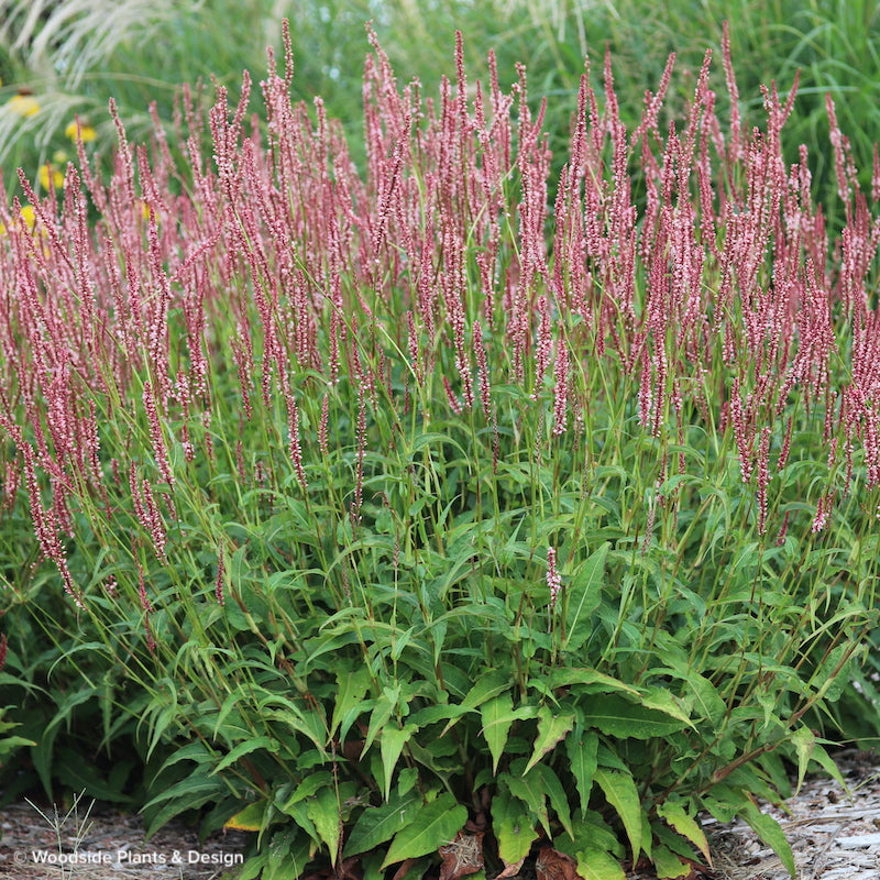 Persicaria amplexicaulis 'Fascination'