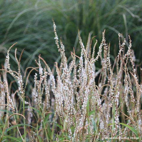 Persicaria amplexicaulis 'White Eastfield'