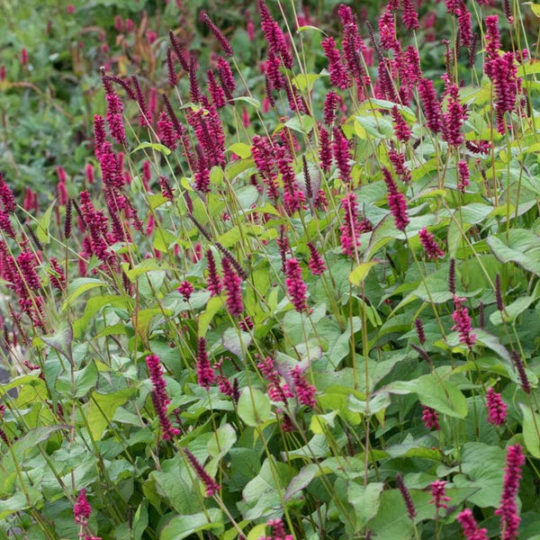 Persicaria amplexicaulis 'Lisan'