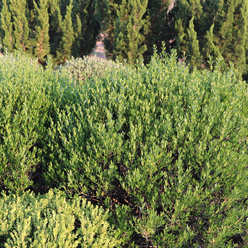 Phillyrea angustifolia