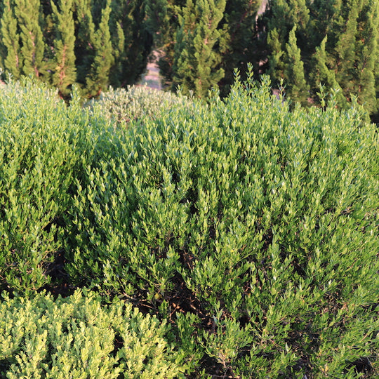 Phillyrea angustifolia