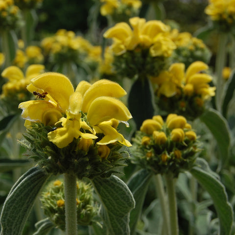 Phlomis fruticosa