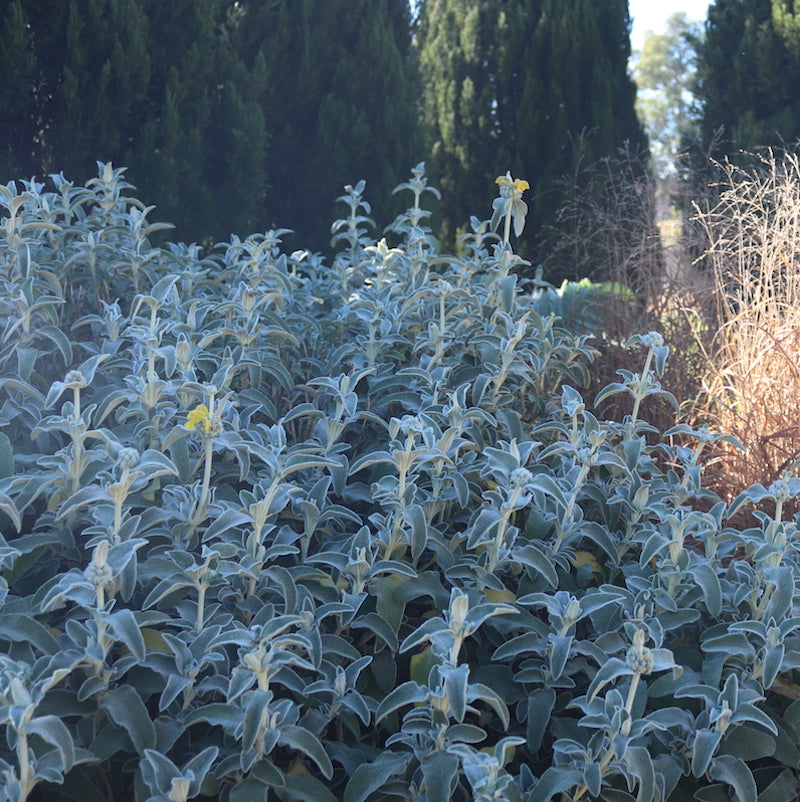 Phlomis grandiflora 'Lloyds Variety'