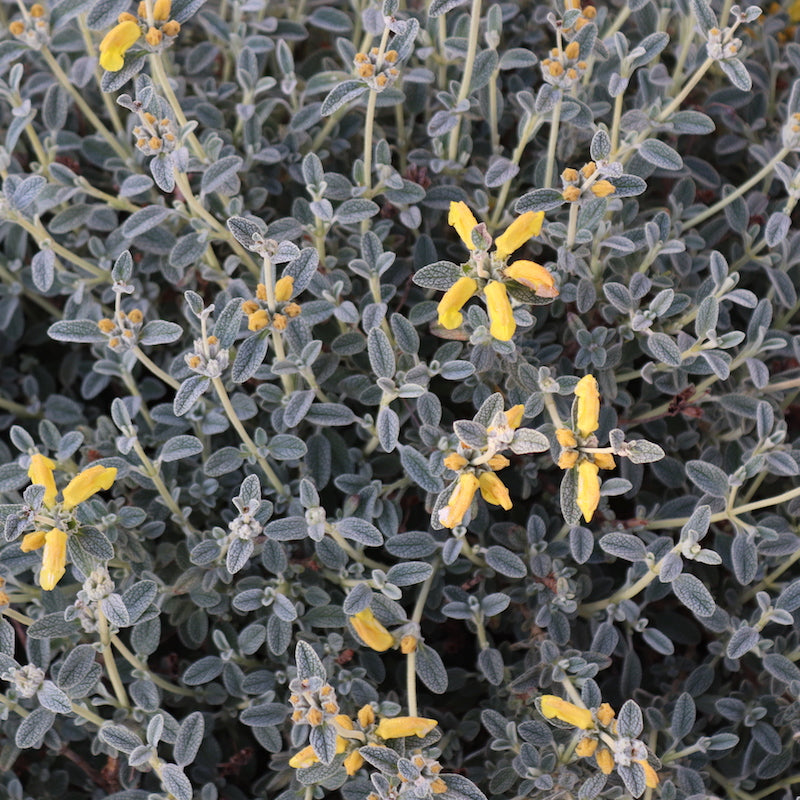 Phlomis lanata