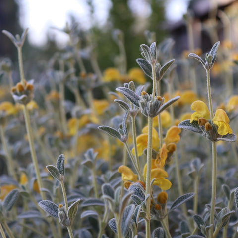 Phlomis lanata