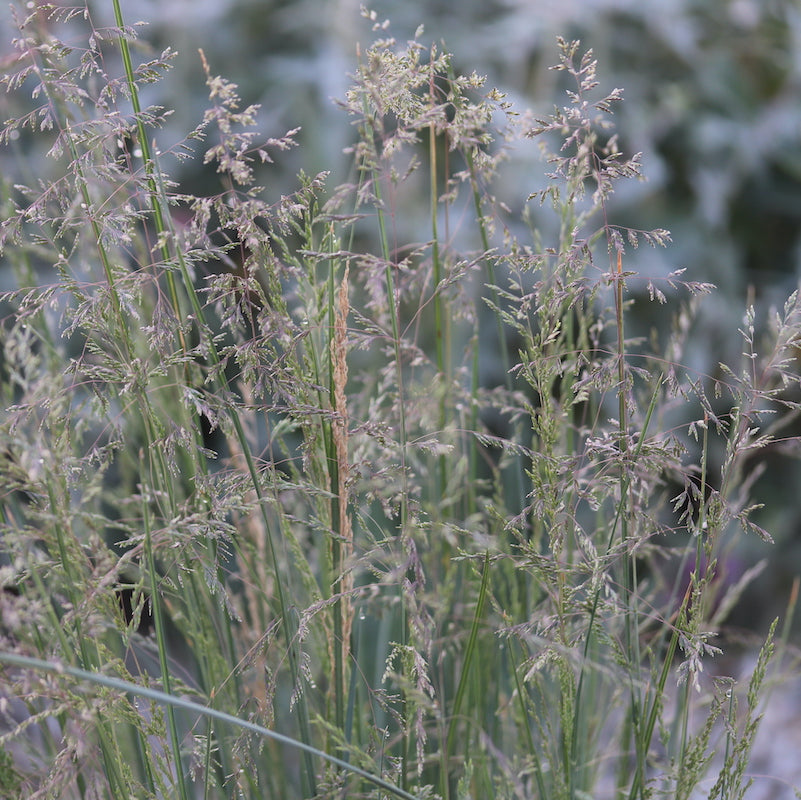 Poa labillardieri 'Suggan Buggan'