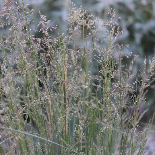 Poa labillardieri 'Suggan Buggan'