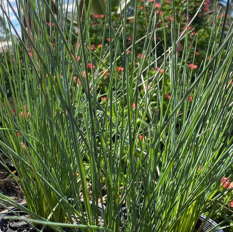 Poa gunnii