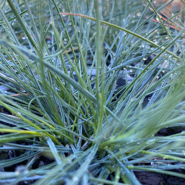 Poa sieberiana var. cyanophylla