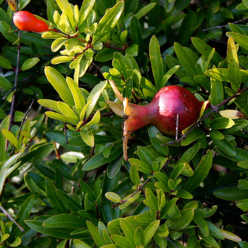Punica granatum 'Nana'