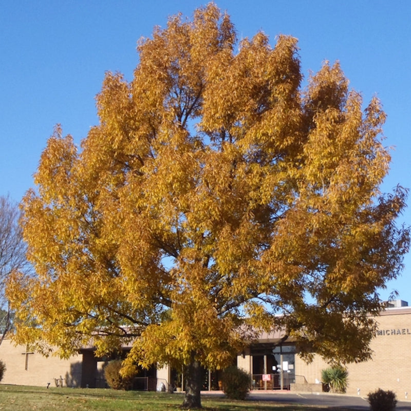 Quercus acutissima