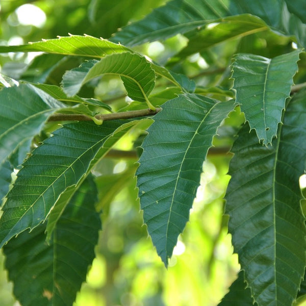 Quercus acutissima