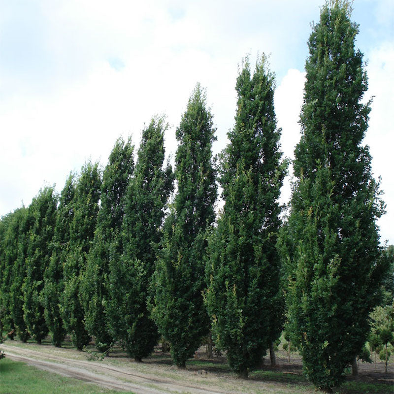 Quercus robur 'Fastigiata'