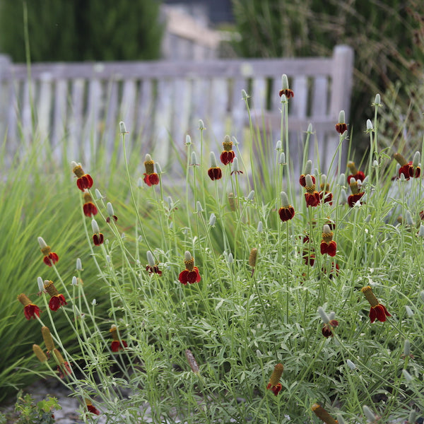 Ratibida columnifera 'Red Midget'