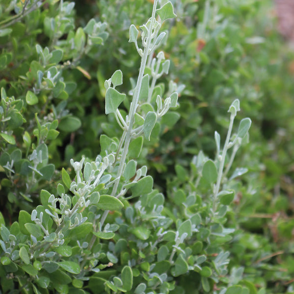 Rhagodia spinescens 'Silver Border'