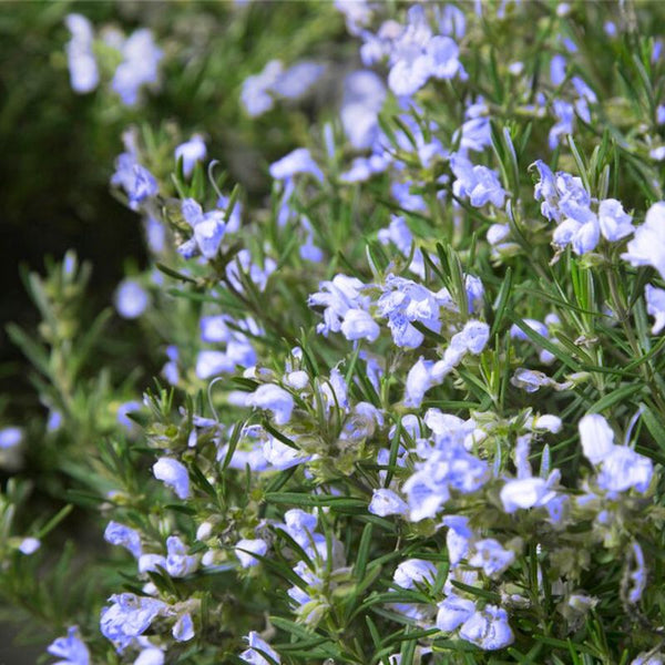 Rosmarinus officinalis 'Chef's Choice'