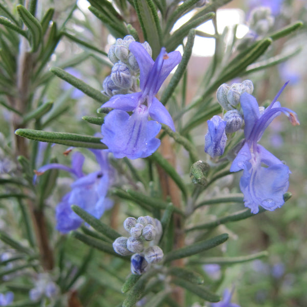 Rosmarinus officinalis 'Salem'