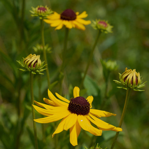 Rudbeckia subtomentosa