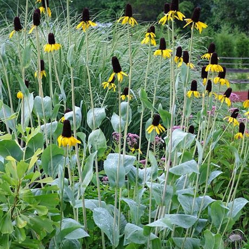 Rudbeckia maxima